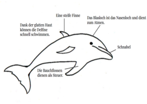 Der Delfin